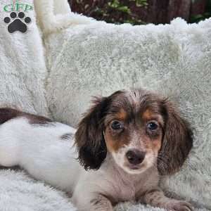 Betty, Dachshund Puppy